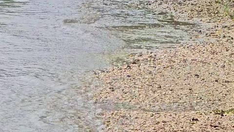 Goose and duck in high water / beautiful water birds in the water.