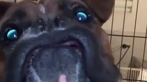 When you accidentally turned on the front camera | Funny Dogs | Cute and #FunnyAnimals #Viral