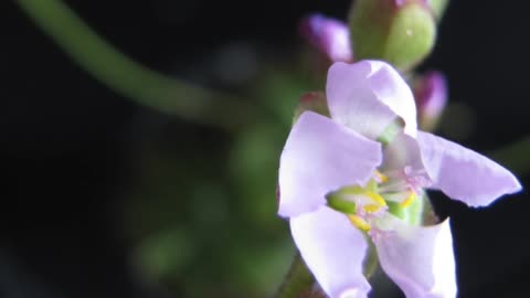 Drosera aliciae flower time lapse