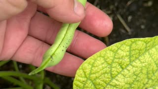 Saving Seeds For Next Years Crop