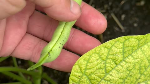 Saving Seeds For Next Years Crop