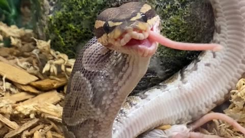 Snake Looks Derpy While Eating Dinner