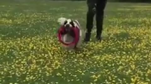 Dog Plays Frisbee With Little Boy In a Flower Field