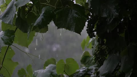 Relaxing Rain Sounds | Peaceful Video with Light Rainfall