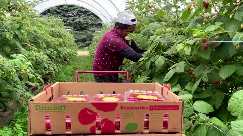 Drought, costs boost berry production in Canada