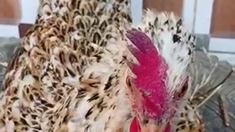Amazing chicken 🐔 trending video