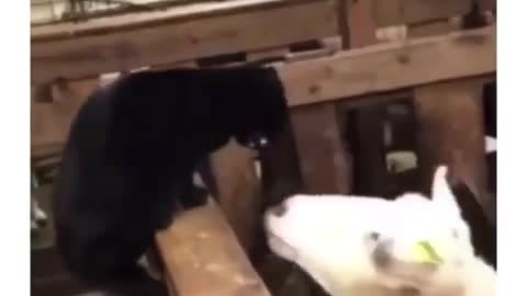Video funny cat slap
