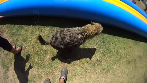 Cute baby hyena playing on a water slide like a puppy