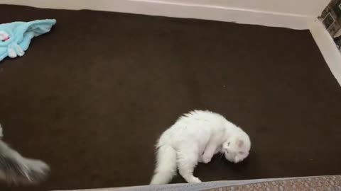 White cat playing with ball funnily