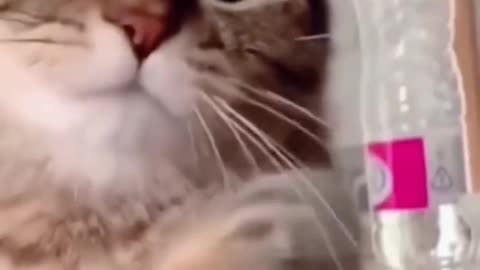Funny cat doing something video 😺