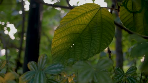 Tropical Leaf in Sunlight