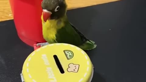Amazing Love Bird
