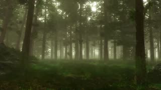 Forest Sounds Woodland Ambience Bird Song
