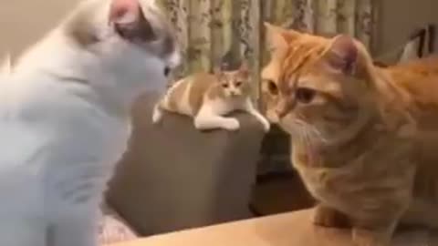 Funny cat videos / Try not to laugh!