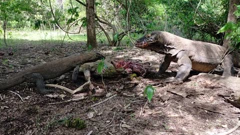 Komodo Eats Deer Alive