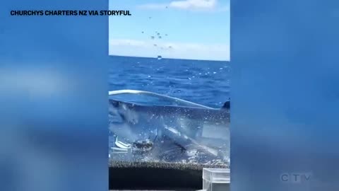 Huge shark jumps onto a fishing vessel in New Zealand _ _It's on the boat!_