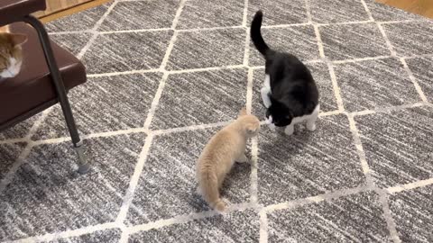 Kitten Stalks Cat