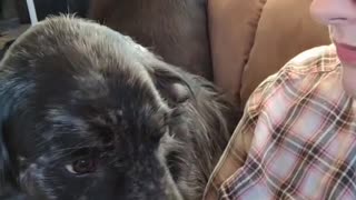 Dog Doesn’t Like a Very Certain Word