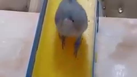 INCREDIBLE: Smart Little Bird shows off amazing tricks