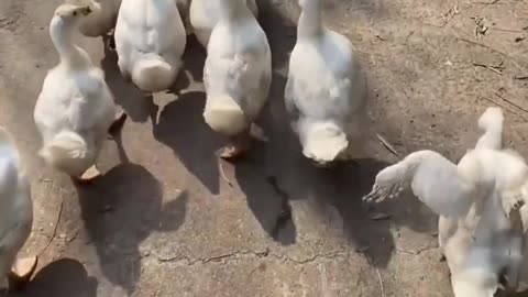 Naughty duck