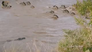WILDEBEEST MAKING THE DEADLY CROSSING 😱😱😱