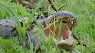 Alligators ~ Florida