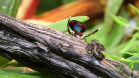 Mating Dance of The Peacock Spider