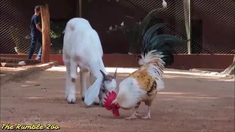 WOW! Sunday Funday in Zoo| Sweet & Cute animals 🐐