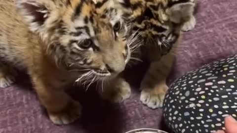The most cultured tiger cubs in the world! #cute #cubs #tiger #short #shots #virul #virulvideo
