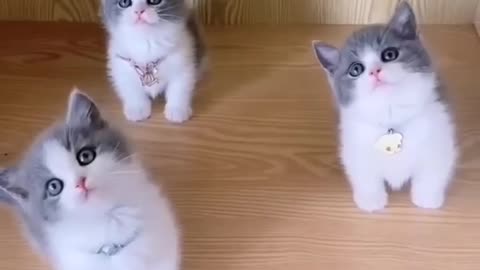 Cute kittens 😍