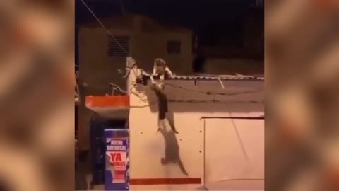 Cat's Funny Fight.