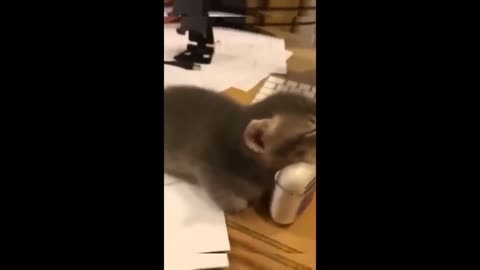 Funny animals 😄😄😄😂😂😜😜😜 video of 2024 - part 1