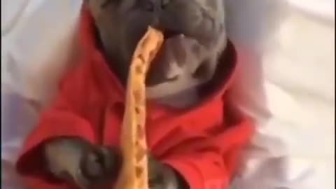 funny_animals.videos