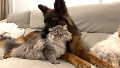 Adorable German Shepherd and Funny Cats