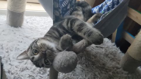 Cat Loves To Lounge In Her Own Personal Hammock