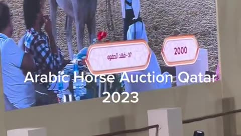 Horses in Qatar