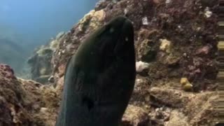 Up close with a MASSIVE Moray Eel