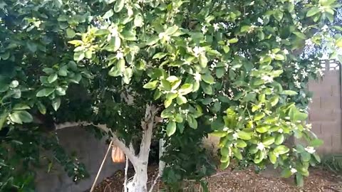 Oranges & Juicing, Early Morning Harvest