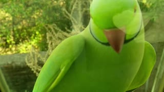 Super Cute Parrot Sounds2021
