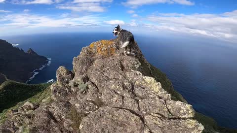 Adventurous Dog Goes For A Walk On Top Of A Mountain, Surrounded By Breathtaking Scenery