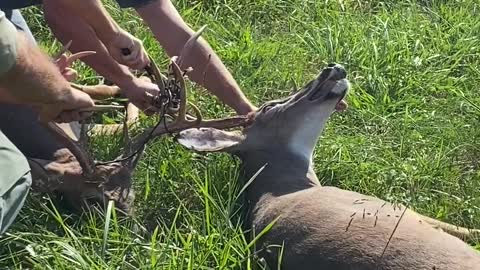 Big Buck Rescued From Entanglement