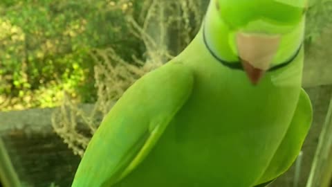 a green parrot perched on a glass window