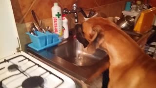 Great Dane drinks right from the kitchen sink