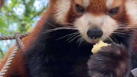 To see the red panda