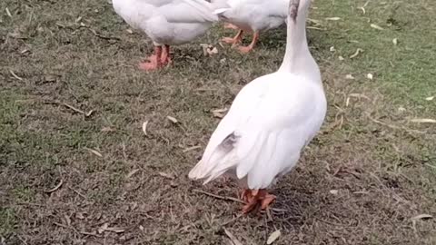 Goose 🦆 Sound Video By Kingdom of Awais