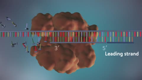 Journey into the Cell: Unveiling DNA Replication in 3D