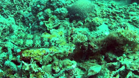 Three lizardfish sits atop the coral posing for my camera