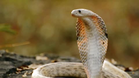 A cute cobra snake looking for his fiance