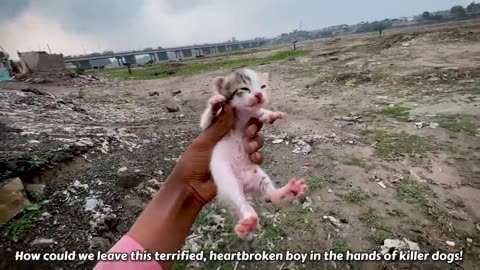Helpless kitten tries to wake mama after she passed away saving him from Dogs' Attack!