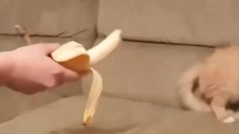 Cat vs banana